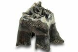 Fossil Woolly Rhino (Coelodonta) Tooth - Siberia #253956-1